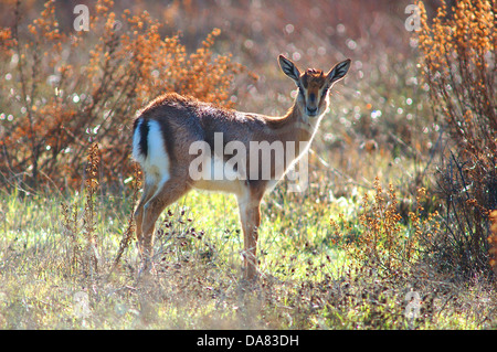 Gazelle de montagne, Gazella gazella gazella Banque D'Images