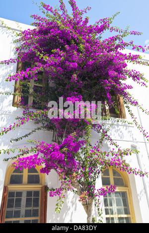 Bougainvillea fleurs haut contre le mur d'une maison blanchie à la chaux. Banque D'Images