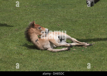 Poulain poney Exmoor allongé sur l'herbe. UK Banque D'Images