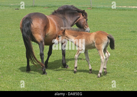 Jument poney Exmoor avec poulain. uk Banque D'Images