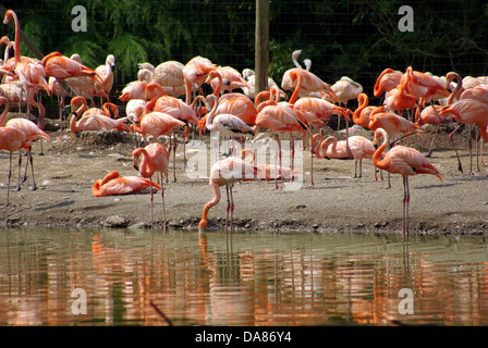 American flamingo flamant des Caraïbes le Zoo de Chester Banque D'Images