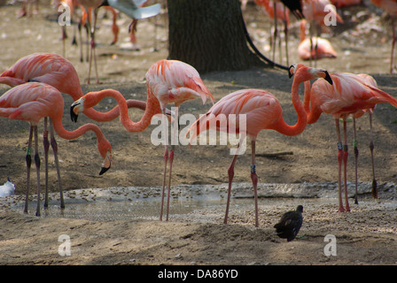 American flamingo flamant des Caraïbes le Zoo de Chester Banque D'Images