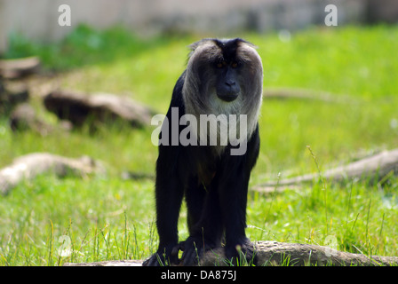 Les singes hurleurs le Zoo de Chester Banque D'Images