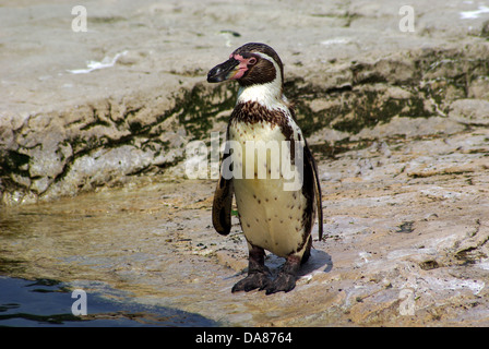 Manchot de Humboldt le Zoo de Chester Banque D'Images