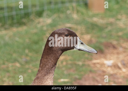 Canard kaki Campbell Banque D'Images