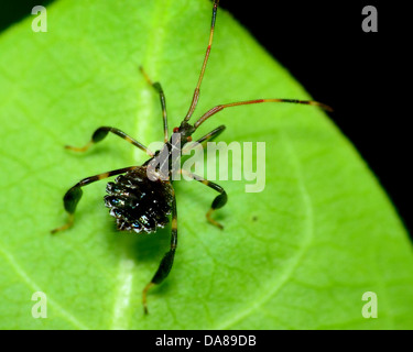 Nymphe Bug Assassin perché sur une feuille d'usine. Banque D'Images