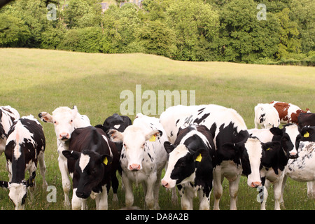 Jeunes bovins taureaux dans la zone Somerset UK Banque D'Images