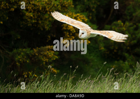 Flying Barn Owl (tylo alba) Banque D'Images