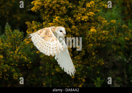 Flying Barn Owl (tylo alba)