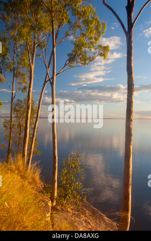 / Eucalyptus gum des arbres sur les rives du lac au coucher du soleil près de Emerald Maraboon Central Queensland Australie Banque D'Images