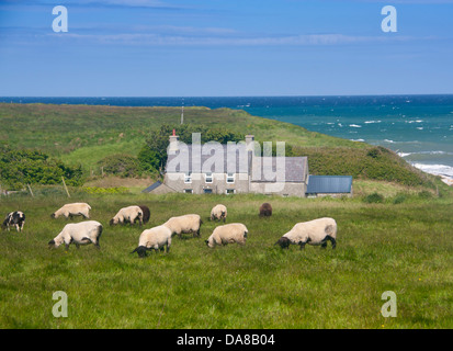 Au-dessus des moutons paissant au champ sur la péninsule de Llyn Porth Colmon avec Cottage Cove et la mer derrière Gwynedd au nord du Pays de Galles UK Banque D'Images