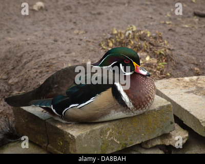 Canard colvert assis sur un rocher Banque D'Images