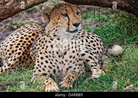 Cheetah alerte dans un tronc d'arbre dans le Masai Mara, Kenya Banque D'Images