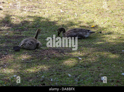 Tamworth, UK. 7 juillet, 2013. Les poussins de la bernache du Canada en prenant l'ombre sur un après-midi ensoleillé de Tamworth Staffordshire. Crédit : Chris Gibson/Alamy Live News Banque D'Images