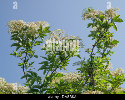 Arbre en fleurs d'un Aîné Sambucus nigra Banque D'Images