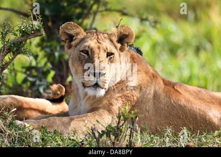 La lionne se reposant à Parc national du Masai Mara au Kenya, Afrique Banque D'Images