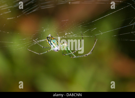 Venusta Orchard Spider ou Orchard orbweaver (Leucauge venusta) dans le web (Géorgie, États-Unis). Banque D'Images