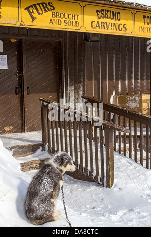 Canadian Eskimo Dog puppy à l'extérieur de magasin de souvenirs à Churchill, MB, Canada Banque D'Images