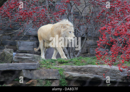 Les lions africains sur l'exposition au Zoo de Philadelphie, Pennsylvanie. Pour un usage éditorial uniquement. Banque D'Images