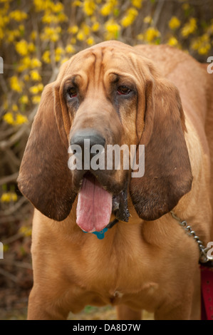 Un plein de sang froid Hound regarde la caméra comme elle pantalon avec le typique regard triste sur son visage. Banque D'Images