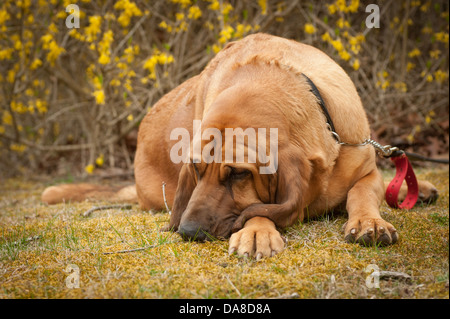 Un plein de sang froid hound se trouve en face d'un printemps en fleurs avec un regard triste sur son visage, pour l'aspect typique de limier. Banque D'Images