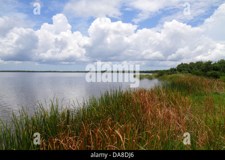 Florida Immokalee,Lake Trafford,Ann Olesky Park,eau,sawgrass,nature,paysage,naturel,visiteurs voyage visite touristique site touristique Banque D'Images