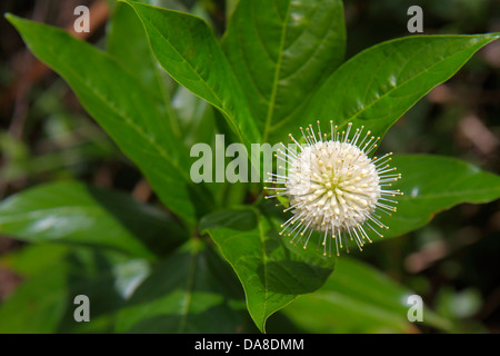 Miami Florida, Tamiami Trail, Parc national des Everglades, Shark Valley, Bobcat Boardwalk Trail, Cephalanthus occidentalis, fleurs de butonbush, visiteurs Banque D'Images