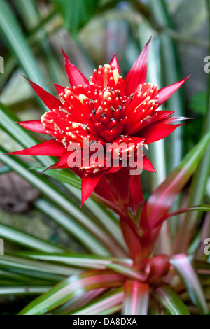 Blooming Bromelia, Costa Rica Banque D'Images