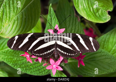 Heliconia Zebra Zebra Longwing : aka (Heliconius charitonius), Costa Rica Banque D'Images