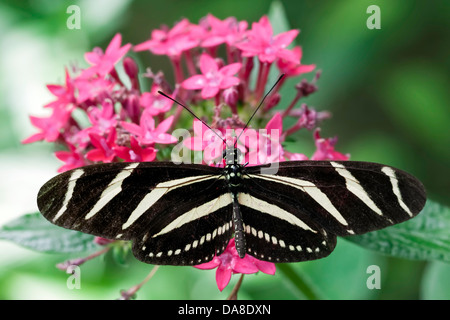 Heliconia Zebra Zebra Longwing : aka (Heliconius charitonius), Costa Rica Banque D'Images