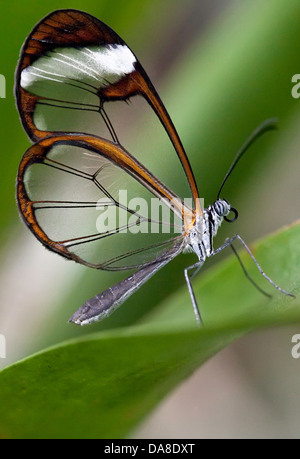 Glasswinged butterfly (Greta oto) Banque D'Images