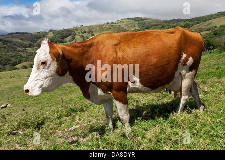 Bovins Hereford nourri à l'herbe, le Costa Rica Banque D'Images