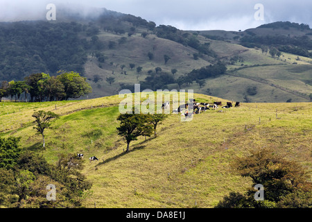 Le bétail nourri à l'herbe, le Costa Rica Banque D'Images