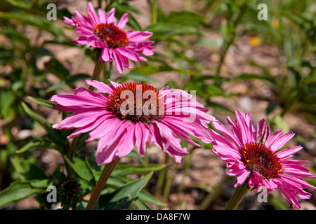 Primadonna Deep Rose l'échinacée (Echinacea purpurea), la Huntington Library, Art Collection, et des Jardins Botaniques San Marino, Californie, États-Unis d'Amérique Banque D'Images