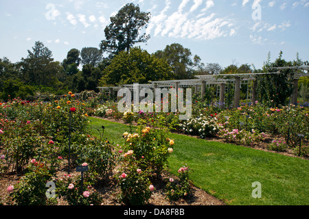 Vue générale du jardin de roses, la Huntington Library, Art Collection, et des Jardins Botaniques San Marino, Californie, États-Unis d'Amérique Banque D'Images