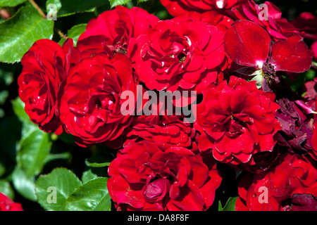 Lavaglut Lavaglow Floribunda roses rouges, la Huntington Library, Art Collection, et des Jardins Botaniques San Marino, Californie, États-Unis d'Amérique Banque D'Images