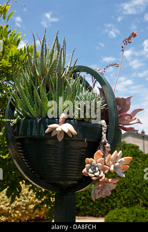 Plantes Succulentes dans un semoir, la Huntington Library, Art Collection, et des Jardins Botaniques San Marino, Californie, États-Unis d' Banque D'Images