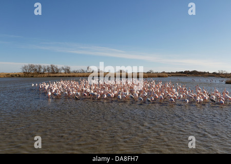 Grand Flamingo. Phoenicopterus ruber. Saintes Maries de la Mer Banque D'Images