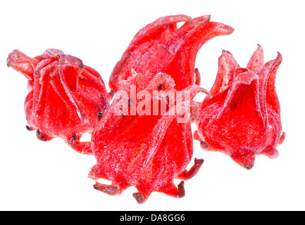 Fleurs d'Hibiscus confites isolé sur fond blanc Banque D'Images