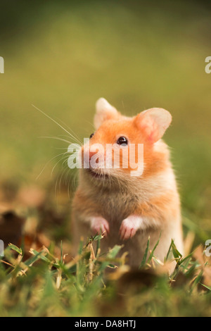 Hamster doré ou hamster de Syrie, (Mesocricetus auratus) sur la pelouse Banque D'Images