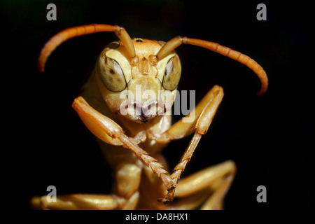 Guêpe Polistes hebraeus - jaune Banque D'Images