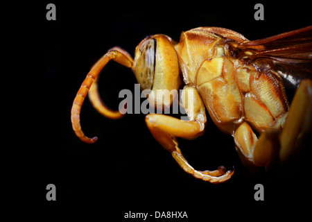 Guêpe Polistes hebraeus - jaune Banque D'Images