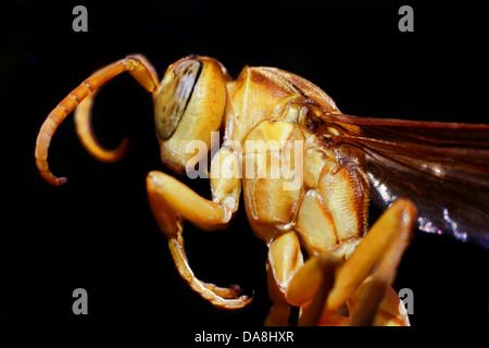 Guêpe Polistes hebraeus - jaune Banque D'Images