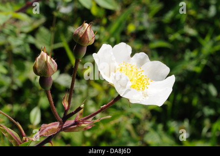 White Dog rose rosa corymbifera et bourgeons poussant dans une haie Banque D'Images