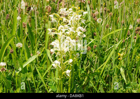 Platanthère Planthera chlorantha pousse dans un pays de Galles Cymru organic meadow Carmarthenshire UK GO Banque D'Images