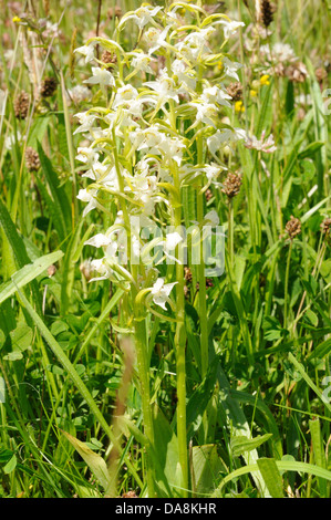 Platanthère Planthera chlorantha pousse dans un pays de Galles Cymru organic meadow Carmarthenshire UK GO Banque D'Images