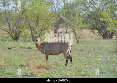 Cobe defassa Defassa (Kobus Kobus ellipsiprymnus defassa) - femelle dans le Parc National de la Pendjari bush - Bénin Banque D'Images