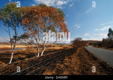 L'Eucalyptus ou de la gomme des arbres dans la vallée de la rivière Mzimkulu sur le chemin de la Southern Drakensberg, Kwazulu Natal, Afrique du Sud Banque D'Images