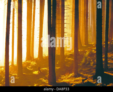 L'Autriche, Europe, Tyrol, Sistrans, Patscherkofel, bois, forêt, matin, matin, l'humeur, de la lumière du matin, bois, Epicéa fores Banque D'Images