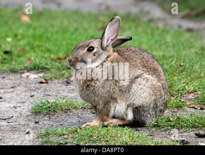 Série de très gros plans détaillés de lapins (Oryctolagus cuniculus) l'alimentation, plus de 60 images en série Banque D'Images